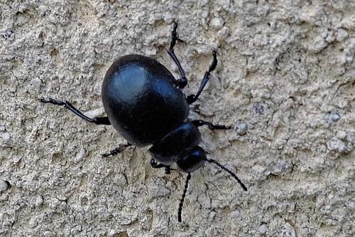 Timarcha goettingensis